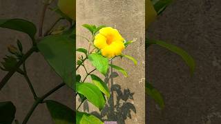 Alamanda from cuttings 🌼🫠🧿 plantcuttings Alamanda Homegarden succlents Successfulplantgarden [upl. by Nelleyram132]