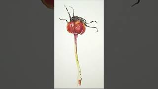 Timelapse drawing Rose hip bud in watercolor painting timelapspainting art creation [upl. by Ritchie]