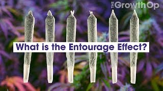 What is the Entourage Effect  Weed Easy [upl. by Ahtar]