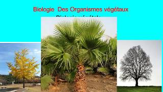 Biologie végétale les cormophytes [upl. by Dom395]