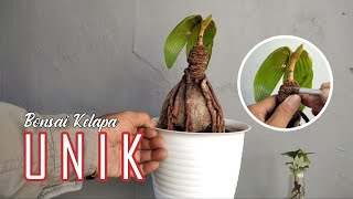 BONSAI KELAPA UNIK bagaimana merawat bonsai kelapa kurang subur [upl. by Cod311]