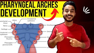 pharyngeal arches development embryology  development of pharyngeal arches derivative embryology [upl. by Maurise150]