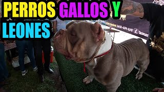 Expo venta de perros exóticos Gallitos miniatura leones y tigres [upl. by Urial354]