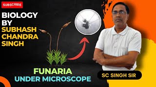 BiologyMicroscopic Study of Funaria a Bryophyte Plant [upl. by Corina]