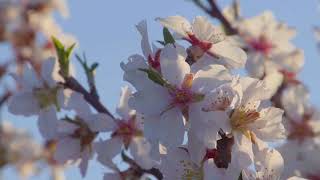 Almendros en flor [upl. by Hen]