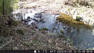 la Poiana fa il bagno nel ruscello  the Buzzard bathes in the stream [upl. by Supple]