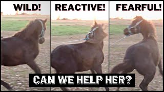 WILD REACTIVE AND FEARFUL  How To Deal With Fear Response In Horse [upl. by Neumeyer]