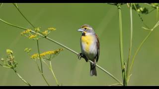 Dickcissel  Spiza americana [upl. by Trinette]