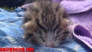 Kitten 9 days old crying with maximum cuteness [upl. by Pheni]