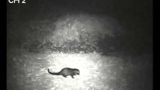 Honey badger chases a civet who has dared to encroach on his territory [upl. by Collyer]