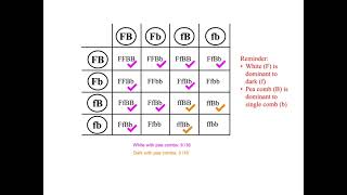 102 Chi Squared Test for data from a Dihybrid Cross [upl. by Helmer903]