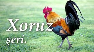 Xoruz şeiri 🐓 Abdulla Şaiq 🐔 Ay pipiyi qan xoruz [upl. by Nivlek60]