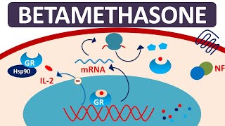 Betamethasone  Mechanism precautions side effects amp uses [upl. by Lancelle]