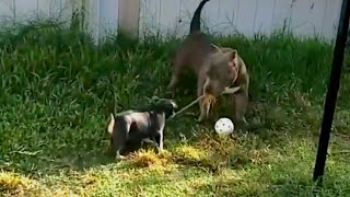 fypシ゚viral puppy dog americanbully puppies fyp youtubeshorts youtube short subscribe [upl. by Steen]