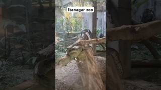 Zoo  Itanagar  Arunachal Pradesh explore youtubeshorts short daliyvlog northeastindia zoo [upl. by Caton]