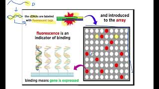 DNA Microarray DNA chip technique  hindiurdu [upl. by Alcott]