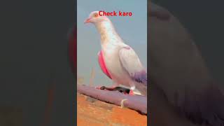 Kabotar bazo chak krow subscribe viralshort pigeon 1kfamily [upl. by Akived]