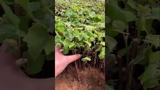 Grapes Plant Propagation Grapes Branches Cuttings shorts propagation cuttings plant [upl. by Leik]