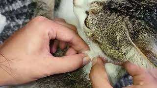 Fleas popping on cat and removing [upl. by Drona]