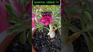 CORTE DA LIVE 10 “ROSA DO DESERTO 101” Shorts 1902 bonsai plants plantas [upl. by Amikan]