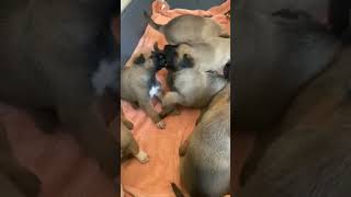 puppies in a whelping box SO CUTE🥰 puppies whelping cutepuppiesshorts [upl. by Lipman987]