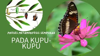 PROSES METAMORFOSIS PADA KUPUKUPU [upl. by Marvella159]