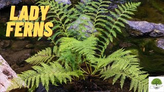 Lady Ferns  TN Nursery [upl. by Eliseo]