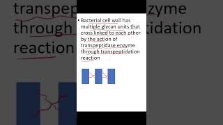 Betalactam Antibiotics Mechanism of Action [upl. by Yot]