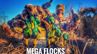 Mega Flocks of Mallards  Quacking Close [upl. by Arrol694]