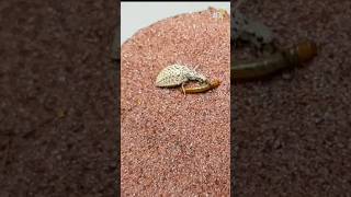 This fascinating insect traps prey with sand [upl. by Asilrak]