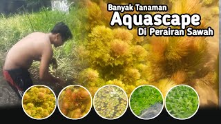 Hunting Tanaman Aquascape Di Sawah Habitat Limnophila Sessiliflora Cabomba Ganggang Merah Low CO2 [upl. by Iaj]