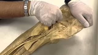 Anatomy Lab  9  Nerves and Blood Supply of Lower Limb [upl. by Salomone]