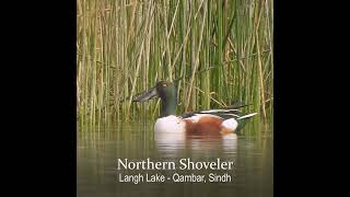 Northern Shoveler [upl. by Ynohtnanhoj]