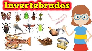 Animais Invertebrados  explicandoumpoucomais [upl. by Nonnahc]