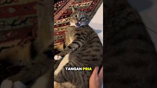 PERBEDAAN KUCING DITANGAN WANITA DAN PRIA [upl. by Suzy]