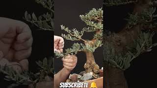 alambrando acebuche bonsai manolofelix bonsaiponderosaehn bonsaiaficionado [upl. by Corb]