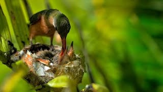 EP 19 Nature bird life mother bird Baby Birds little birds bird nestbirdlovers babybird relax [upl. by Bible]