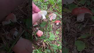 How to ID Russula mushrooms Smashed in 60 seconds fungus mushroomhunting mushroom nature [upl. by Ynabla726]