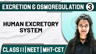 EXCRETION AND OSMOREGULATION 03  Human Excretory System  Zoology  Class11thMHTCETNEET [upl. by Aredna]