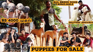 Biggest Dog Kennel In Tamil  Puppies For Sale  All Breeds Available Trichy  Its all about [upl. by Ahsitruc319]