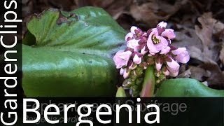 Bergenia cordifolia  Elephant Eared Saxifrage  Elephant Ears  Pig Squeak  How to grow Bergenia [upl. by Berhley]