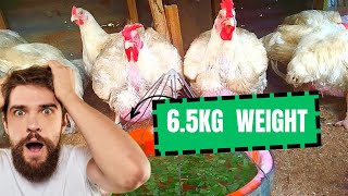 How to Grow broilers chicken fast [upl. by Marline73]