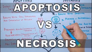 Apoptosis vs Necrosis [upl. by Marga]