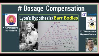 Dosage Compensation Full concept  Barr body  x Chromosome inactivation  Lyons Hypothesis [upl. by Rimaj]