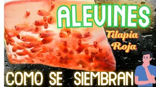 como sembrar alevinos de tilapia roja  virales viralvideos viralvideo viralreels [upl. by Luhey]