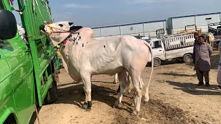 mandra mandi Rawalpindi latest update Dhani bulls ll Part 3 ll Chakwal mandi ll Jamil tv ll [upl. by Rissa982]