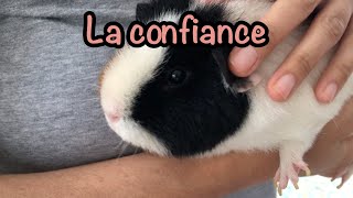 6 astuces pour avoir la confiance de son cochon dinde [upl. by Micki607]