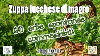 60 erbe spontanee commestibili elenco piante ad uso alimentare [upl. by Doowrehs418]