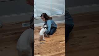 Puppy Harness HACK dogtrainingtips puppytrainingbasics [upl. by Guglielma]