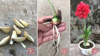 How to propagate amaryllis by root splitting method fast and easy [upl. by Idnek725]